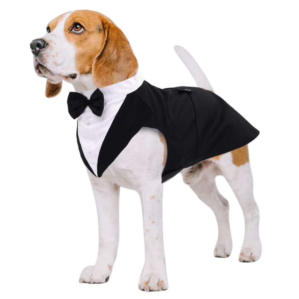 Kuoser dog tuxedo and bandana set ready for wedding photos.