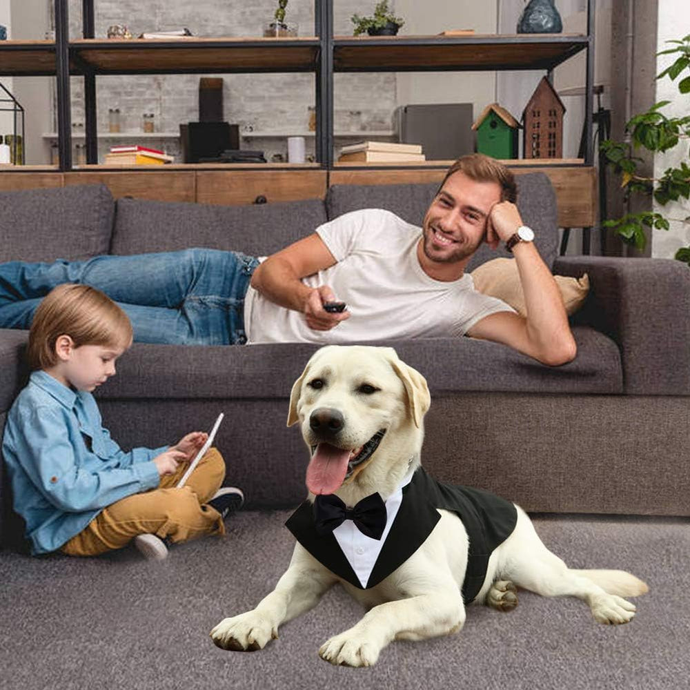 Kuoser tuxedo on a dog during a photoshoot, showcasing elegant look