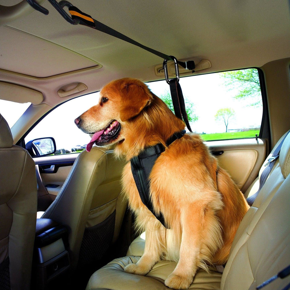 Kurgo Auto Zip Line dog secured in backseat enhances driver focus.