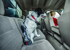 Kurgo Direct to Seatbelt Bungee Tether in blue supports daily driving and easy setup.