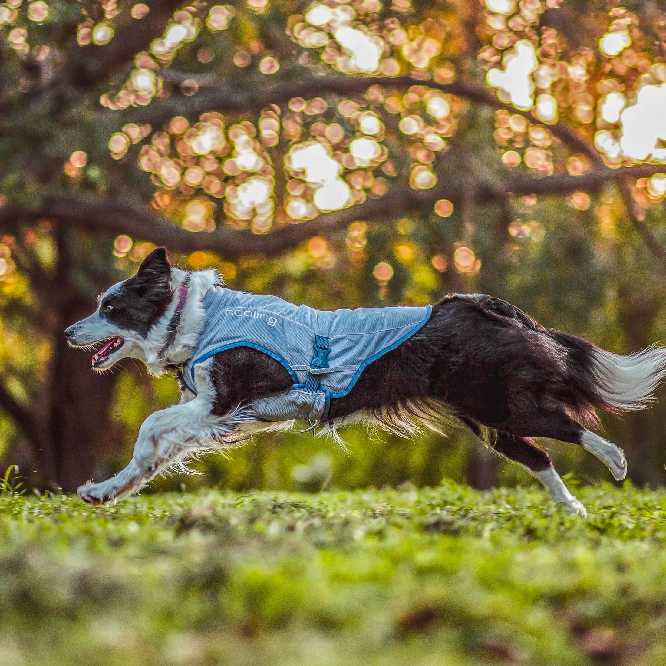 Kurgo Dog Core Cooling Vest activated again by rewetting to refresh cooling