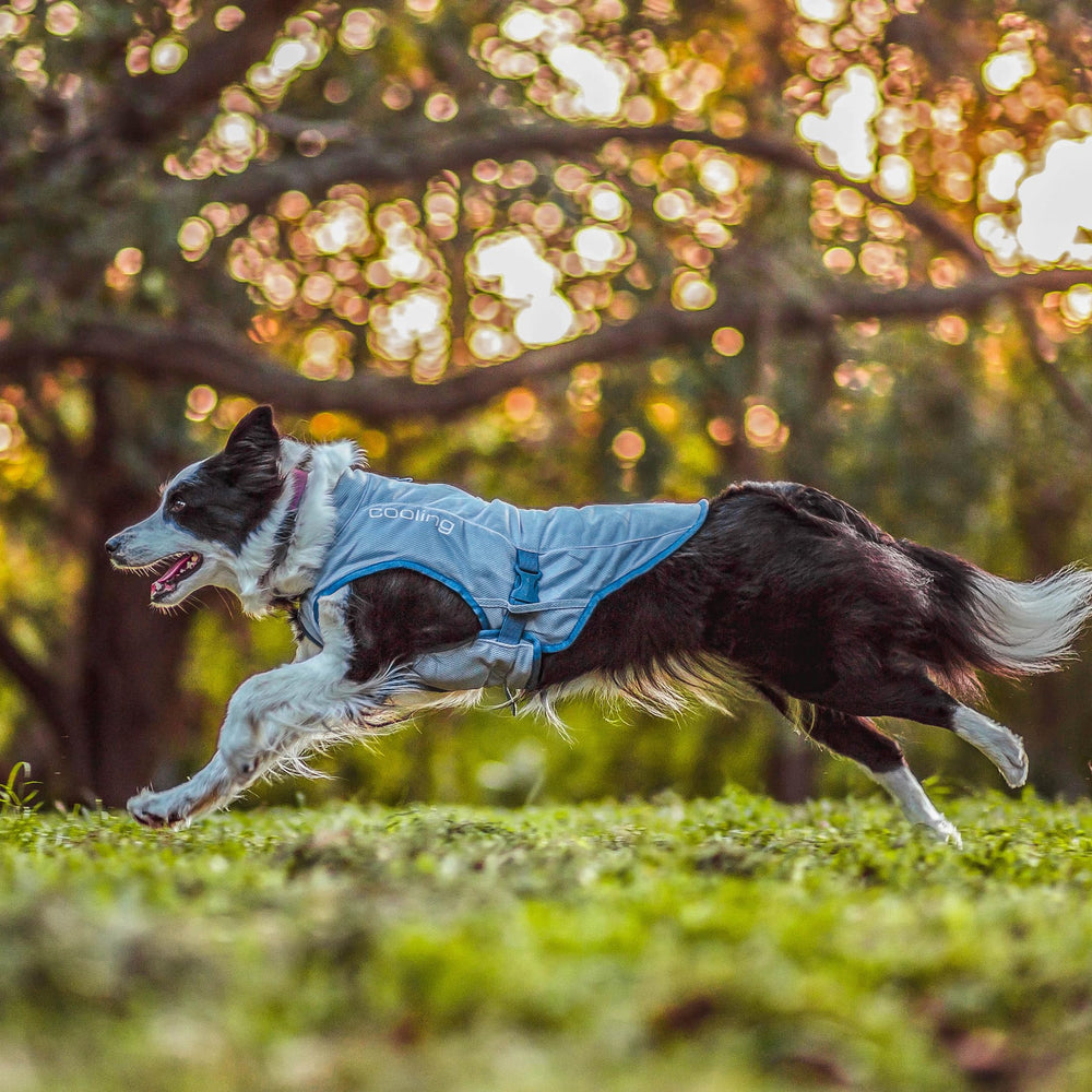 Kurgo Dog Core Cooling Vest activated again by rewetting to refresh cooling