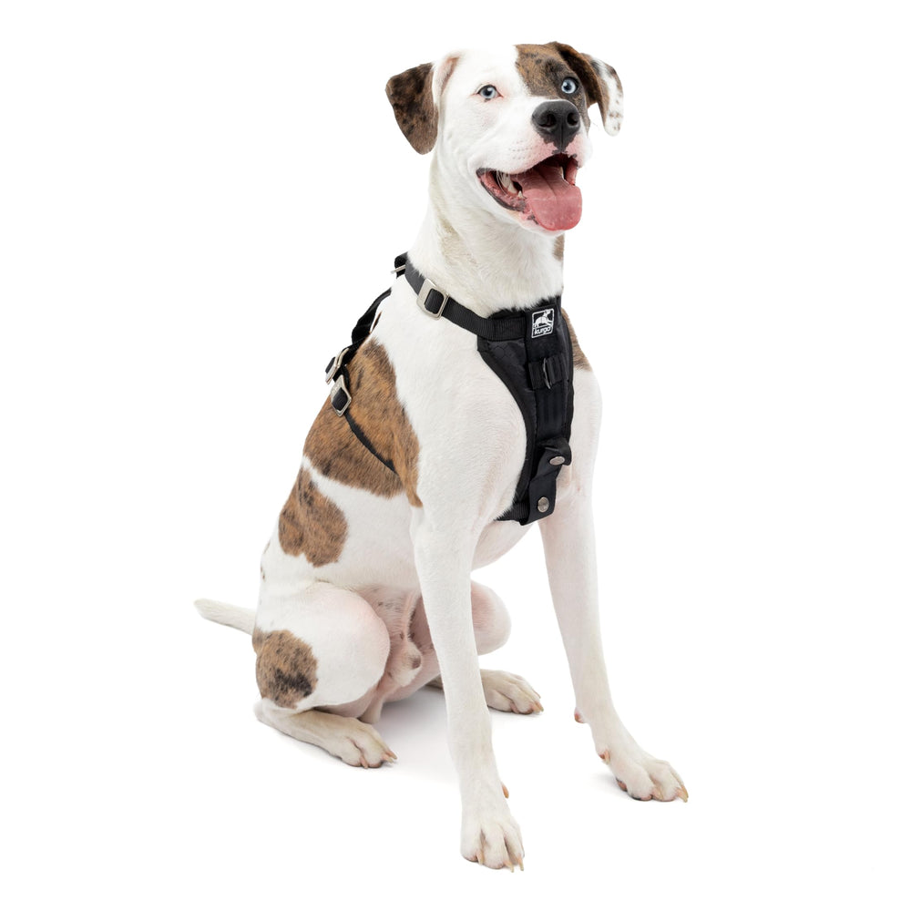 Kurgo Enhanced Strength Tru-Fit harness close-up shows crash-tested safety for car trips.