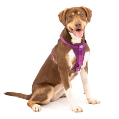 Kurgo Enhanced Strength Tru-Fit harness with padded chest plate for comfort during walks.