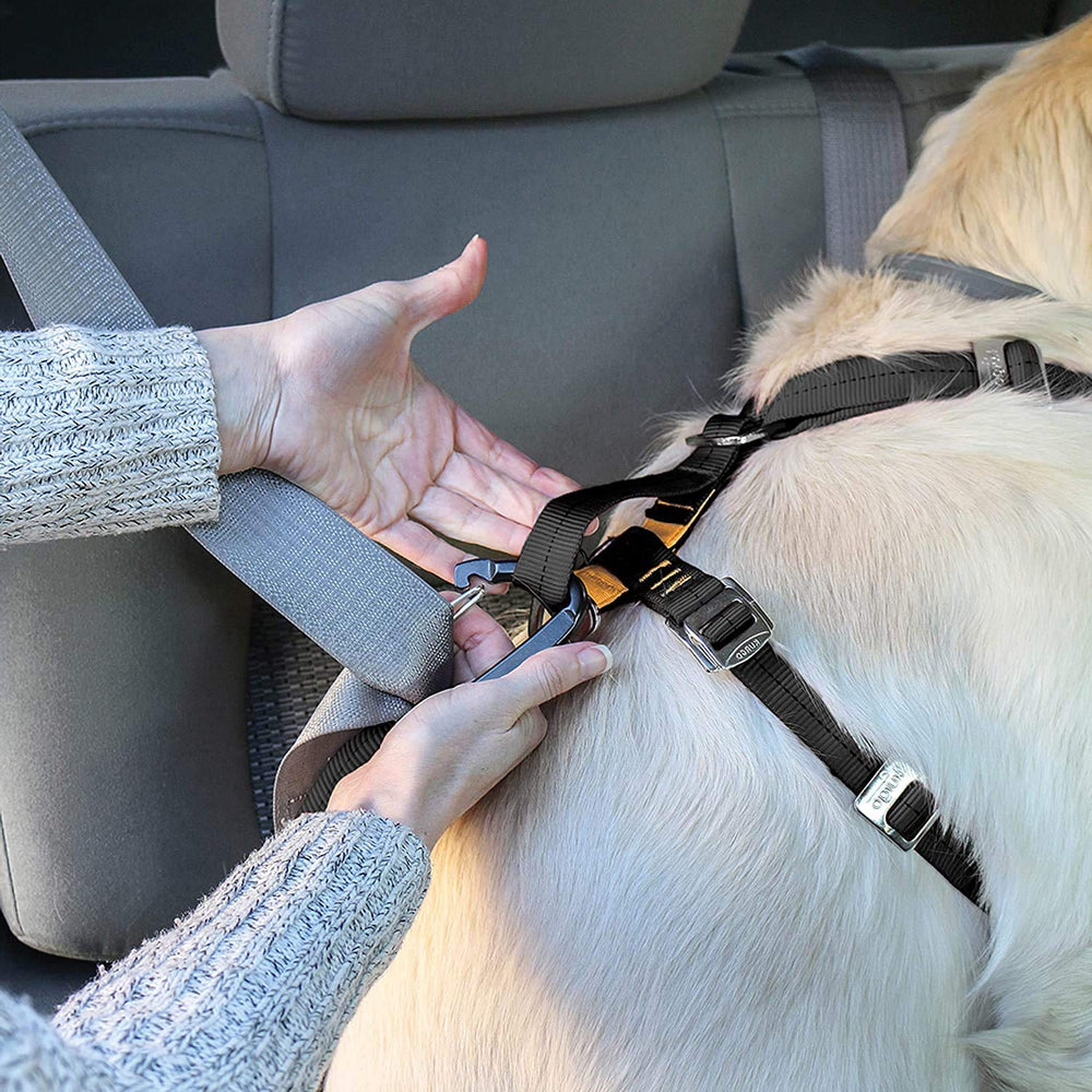 Kurgo harness shown in car ready for daily trips.