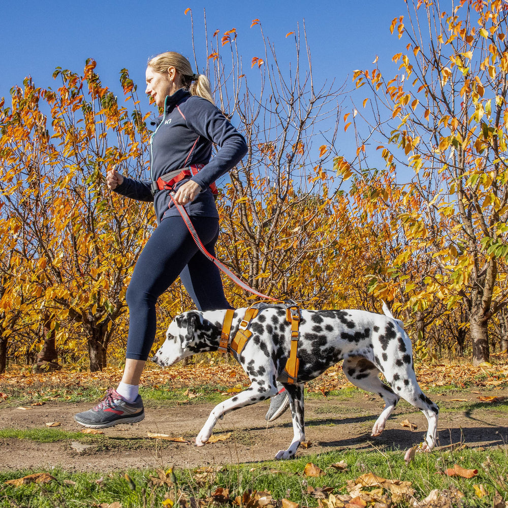 Kurgo Journey Air Harness back attachment point for versatile leash options.