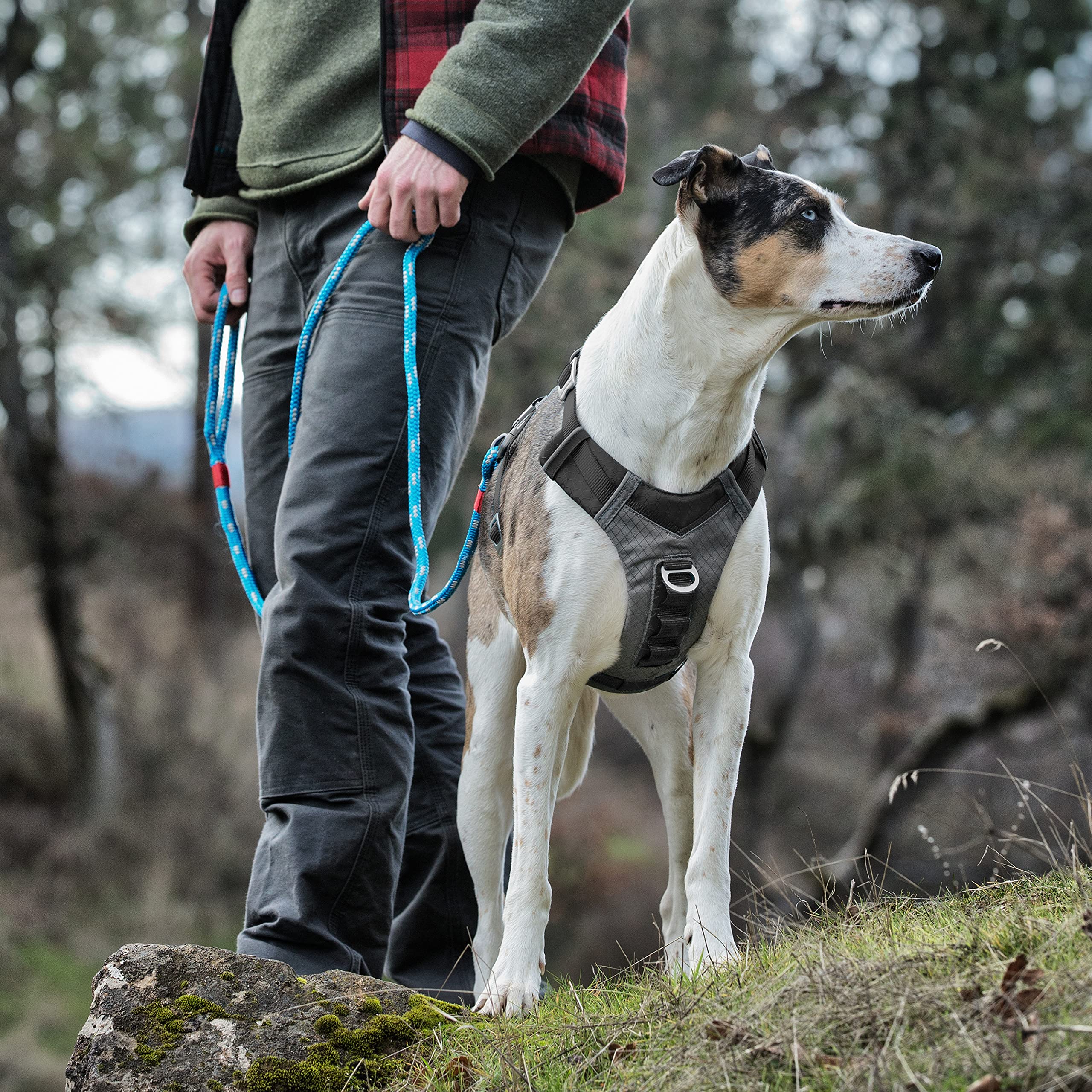 Kurgo Journey Air Harness back view highlighting back assist handle and reflective trim for safety.