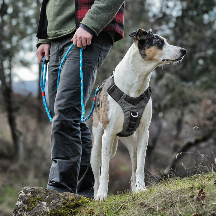Kurgo Journey Air Harness back view highlighting back assist handle and reflective trim for safety.