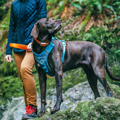 Kurgo Journey Air Harness back view with assist handle for added trail control.