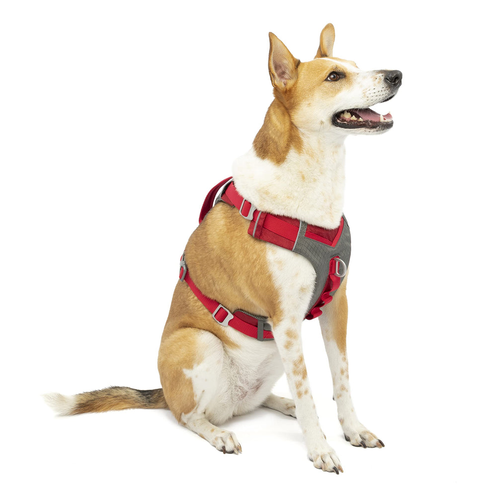 Kurgo Journey Air harness with padded chest pad for comfort.
