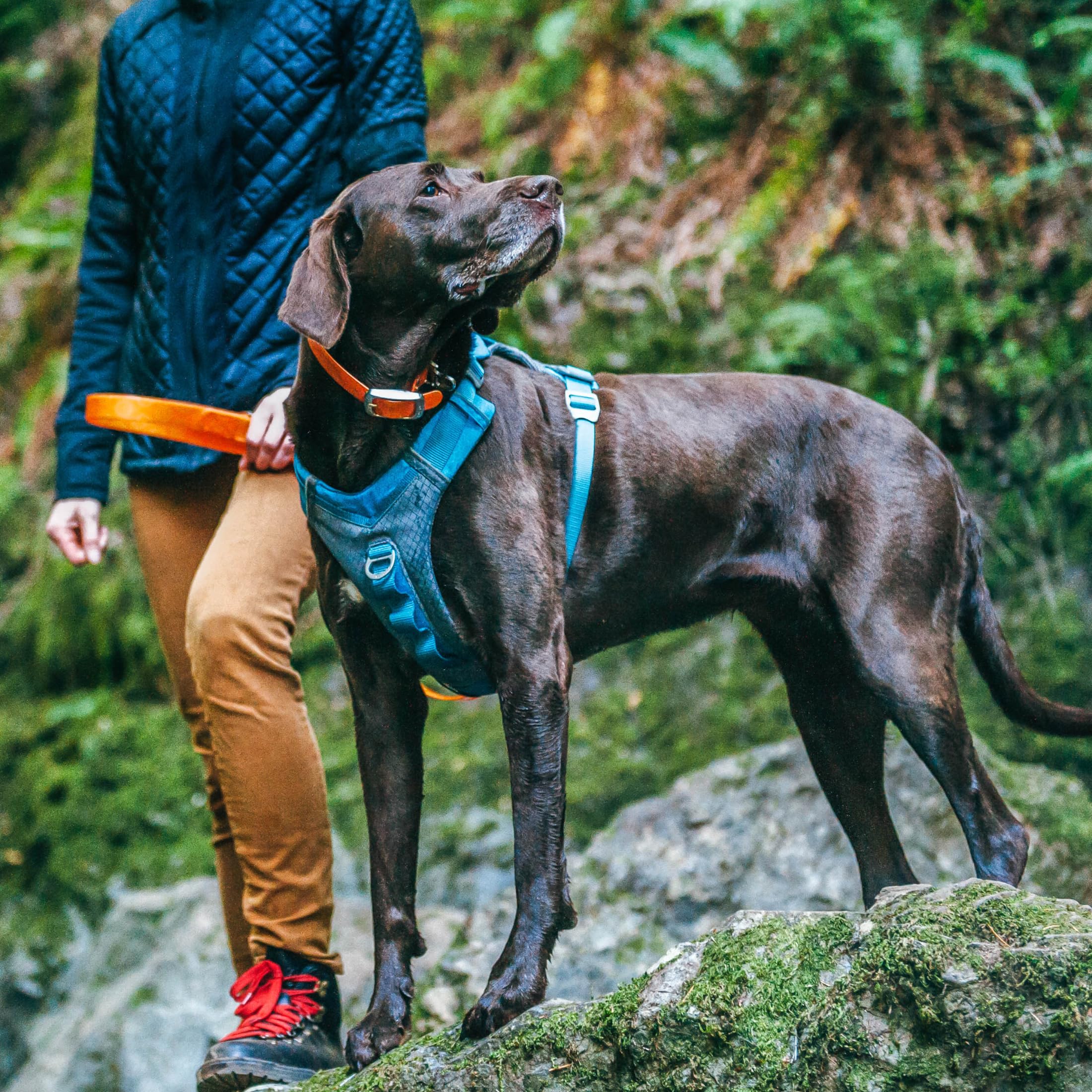 Kurgo Journey Air Harness offers front and back leash attachments for versatile control.
