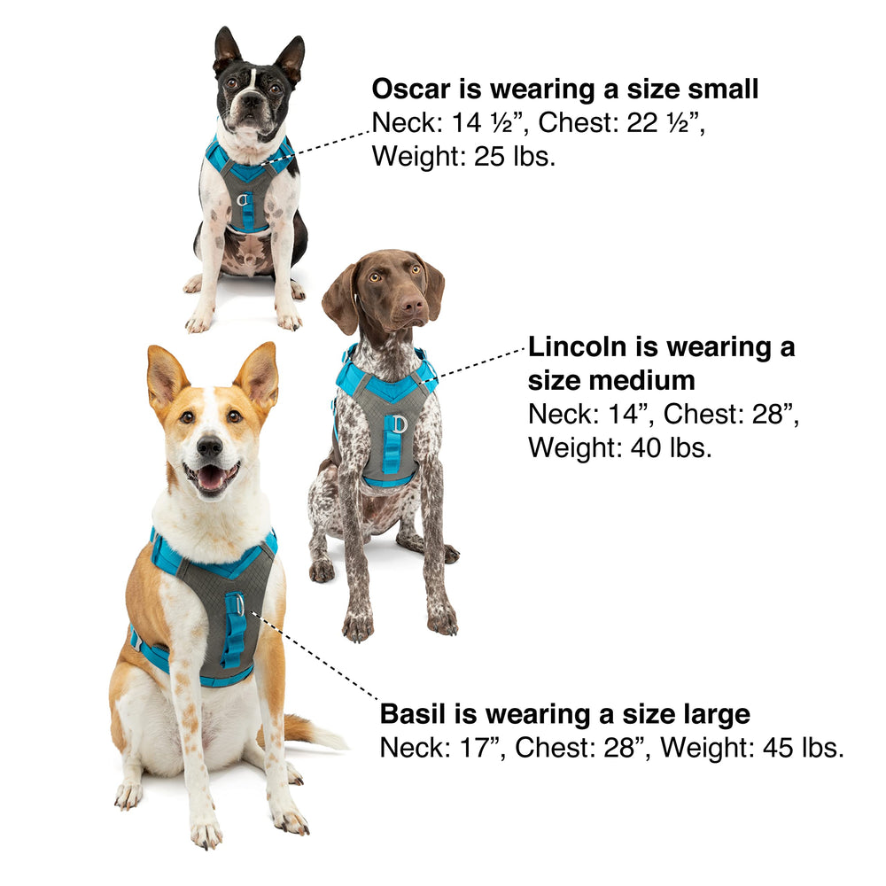 Front and back leash attachments demonstrate training and control options.
