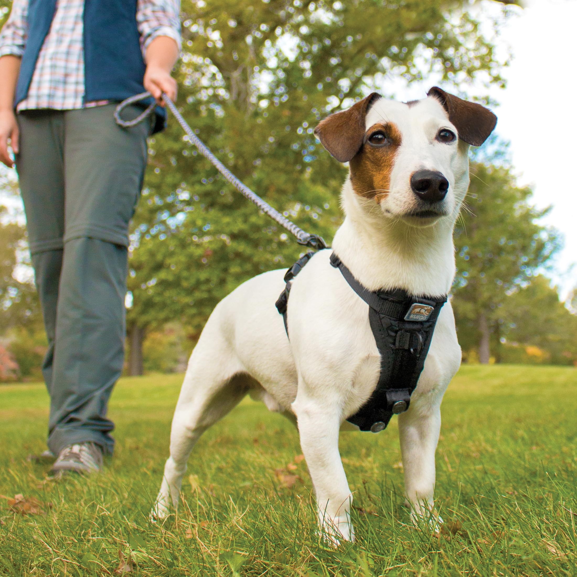Kurgo Tru-Fit front and back leash points support versatile training and walks.