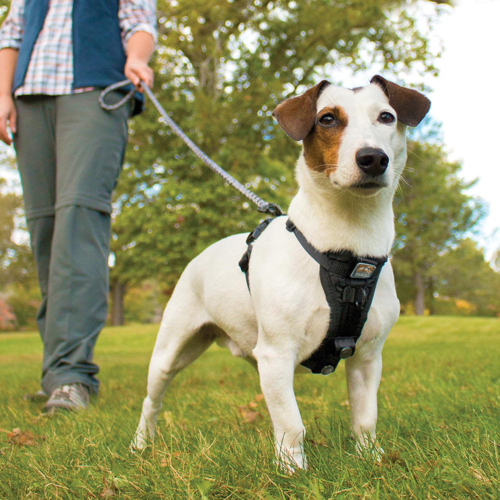 Kurgo Tru-Fit front and back leash points support versatile training and walks.