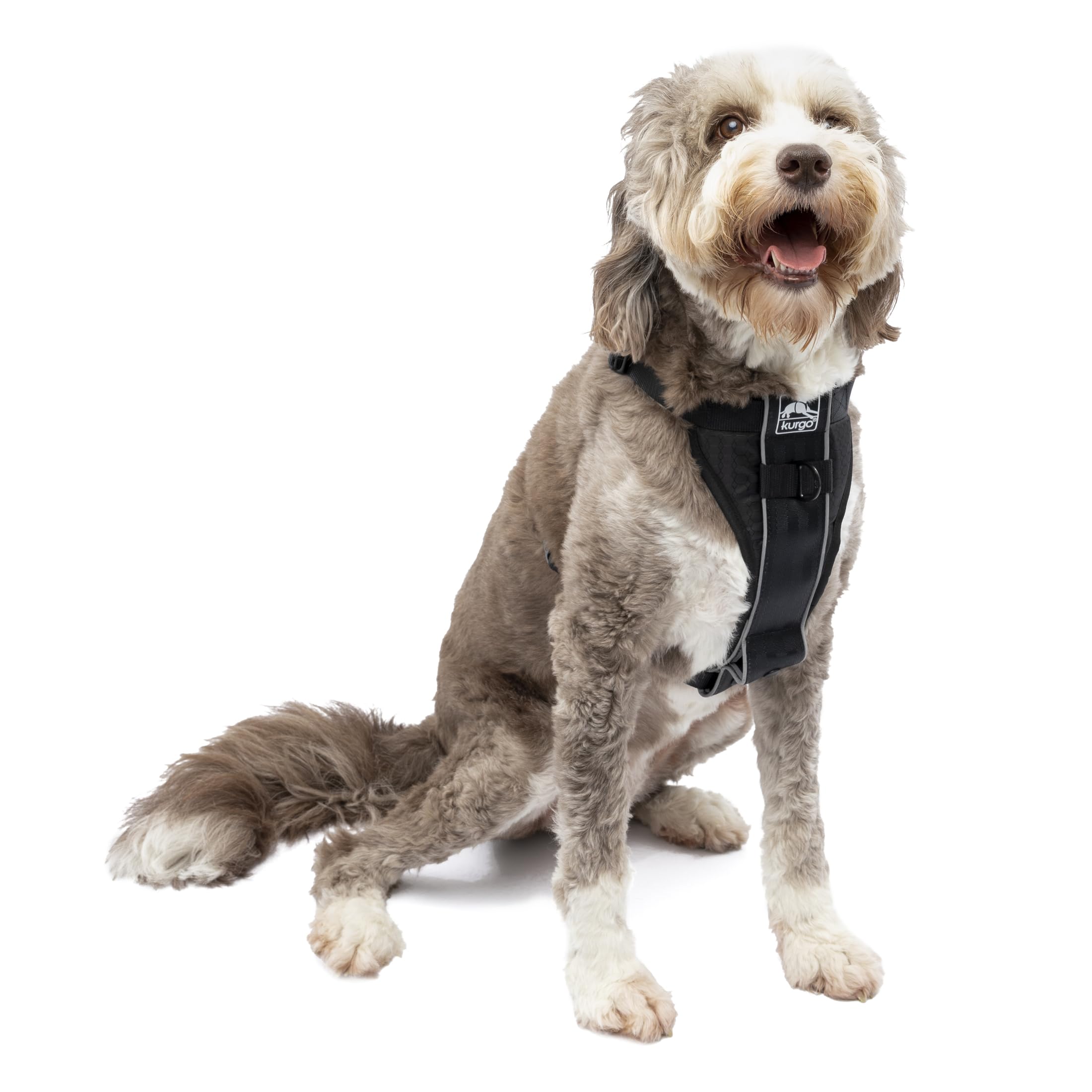 Kurgo Tru-Fit harness overview showing comfortable daily wear for walks.