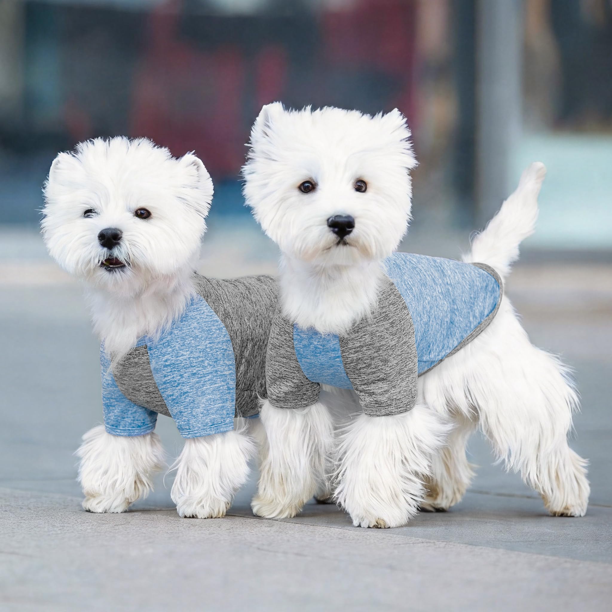 KYEESE small-breed fit dog shirt blue-grey M for Mini Schnauzer or Shih Tzu