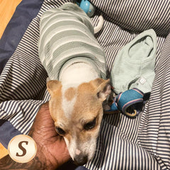 KYEESE waffle dog shirt striped front view practical and stylish