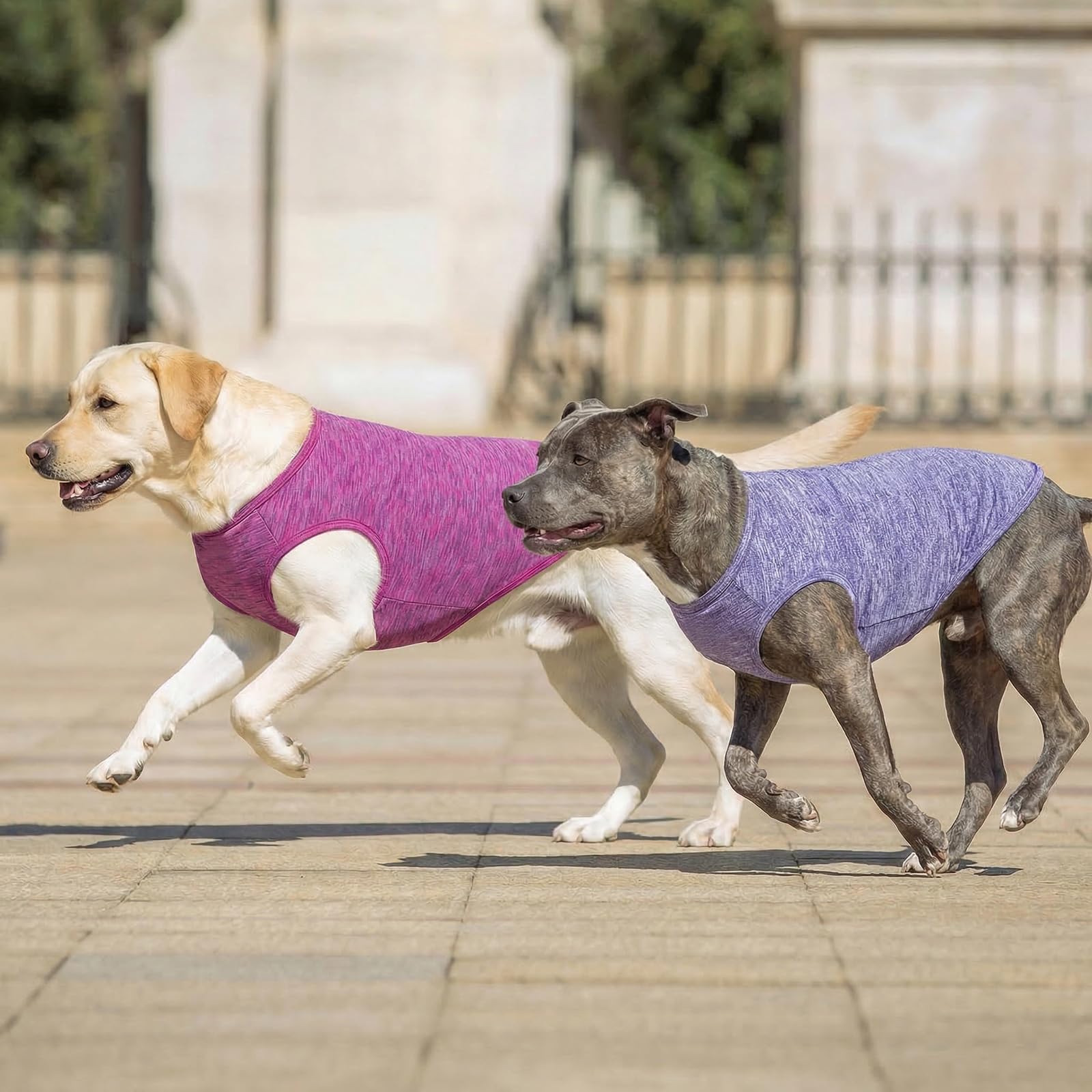 KYEESE XXL size fits large breeds like retrievers and pit bulls.