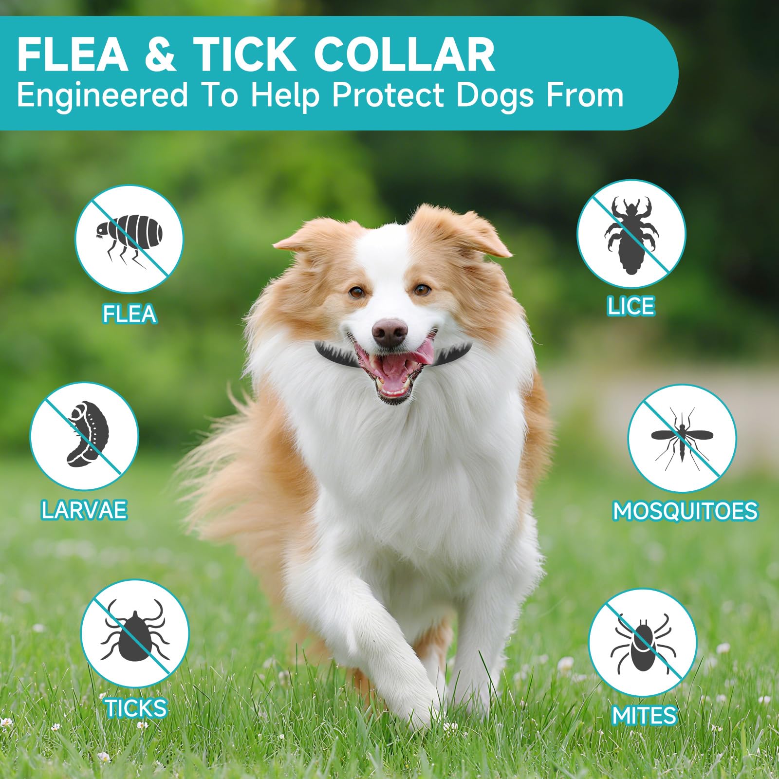 KYGNE adjustable flea collar fits all dog sizes for a comfortable wear.