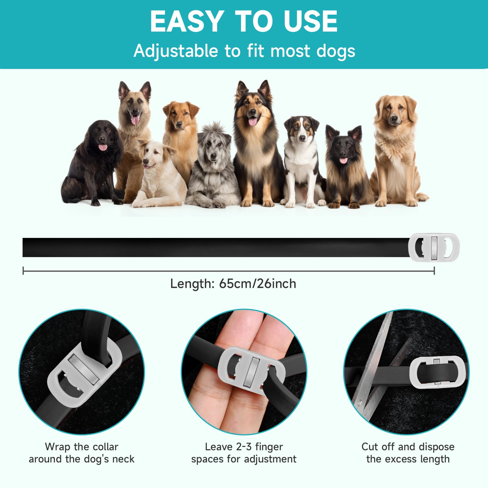 KYGNE flea collar on a walking dog shows all-day protection.