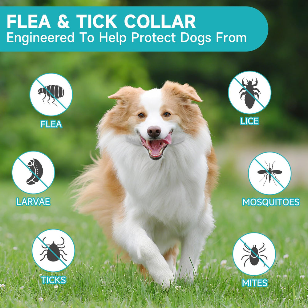 KYGNE flea collar close-up highlighting soft-edge design for comfort.