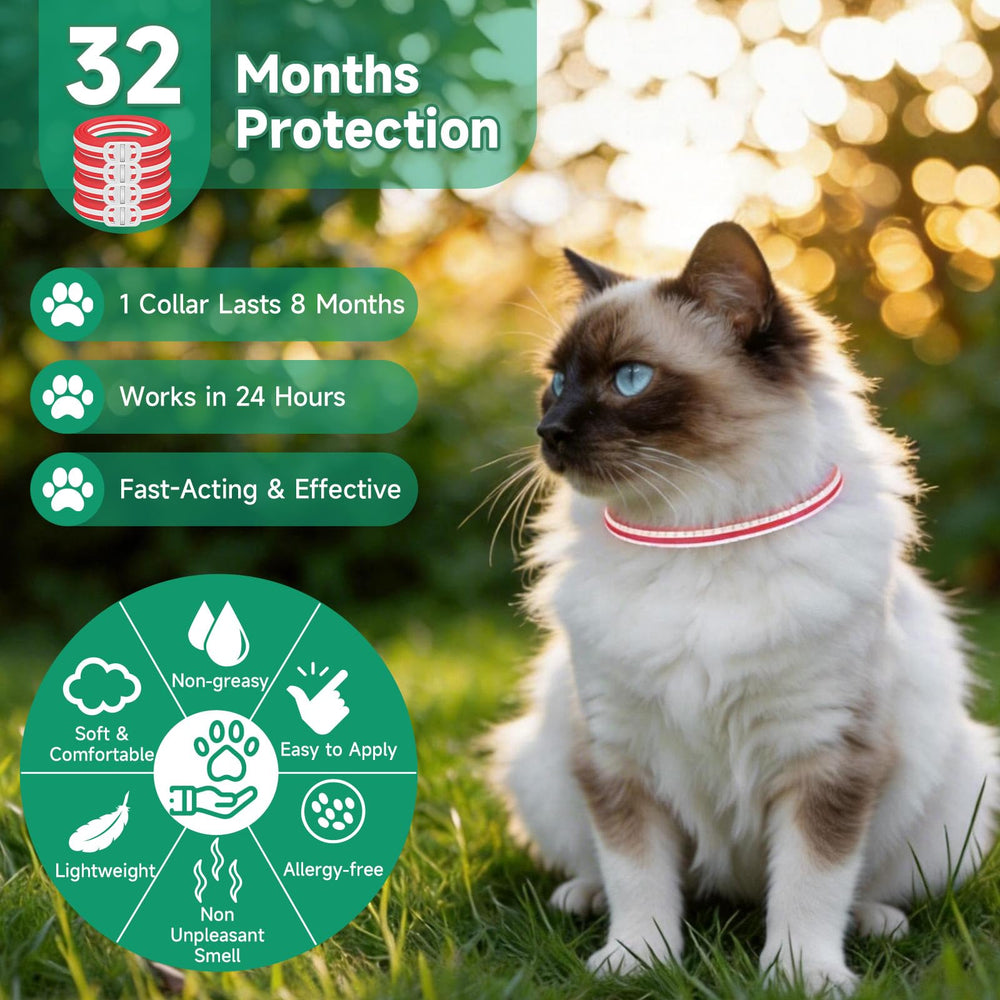 KYGNE water-resistant flea collar during playful outdoor activity.