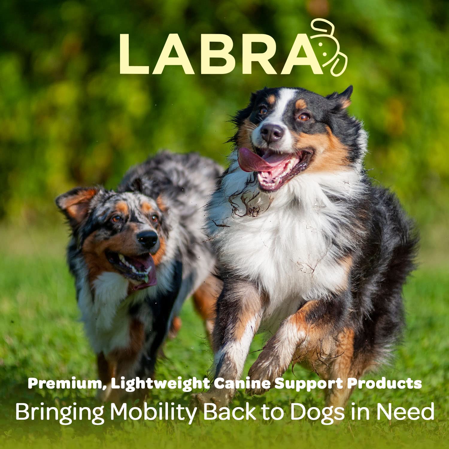 Labra front-leg wrap is easy to apply and adjust.