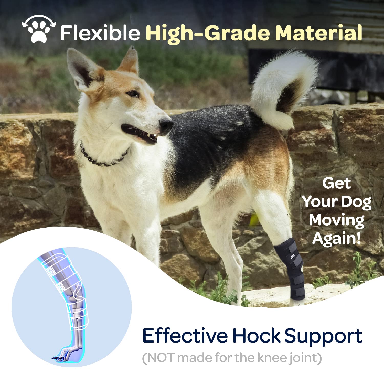 Labra senior dog hock brace supports aging joints during walks.