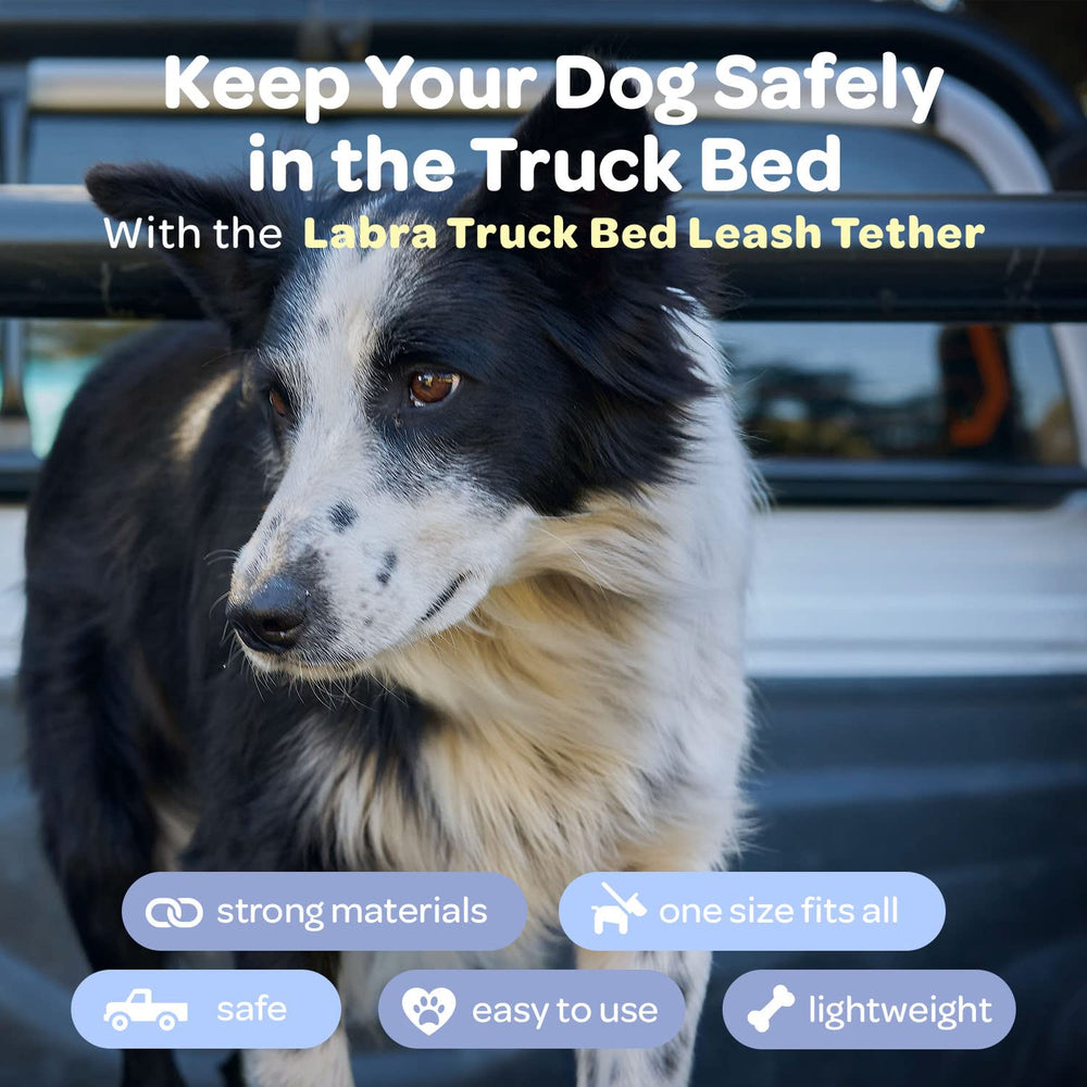 Labra heavy-duty nylon webbing display showing durability for large breeds.