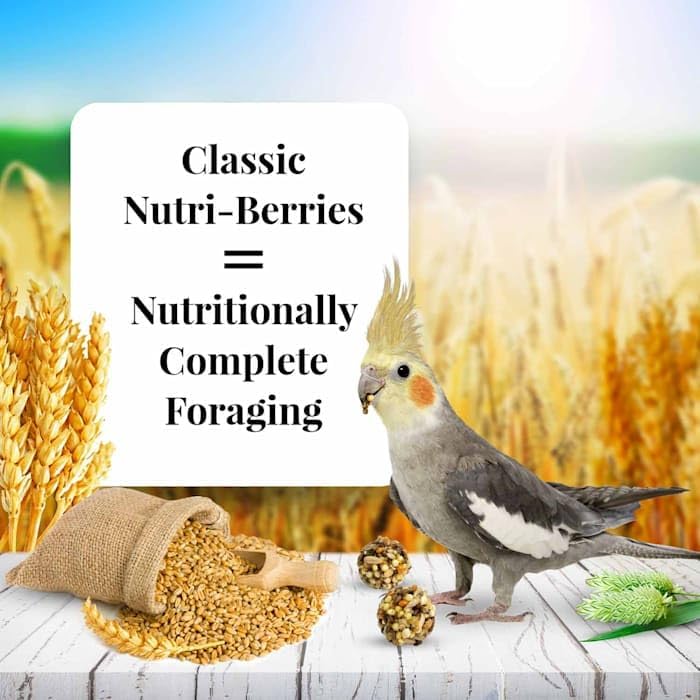 Nutri-Berries served in a dish offer complete daily nutrition for cockatiels.