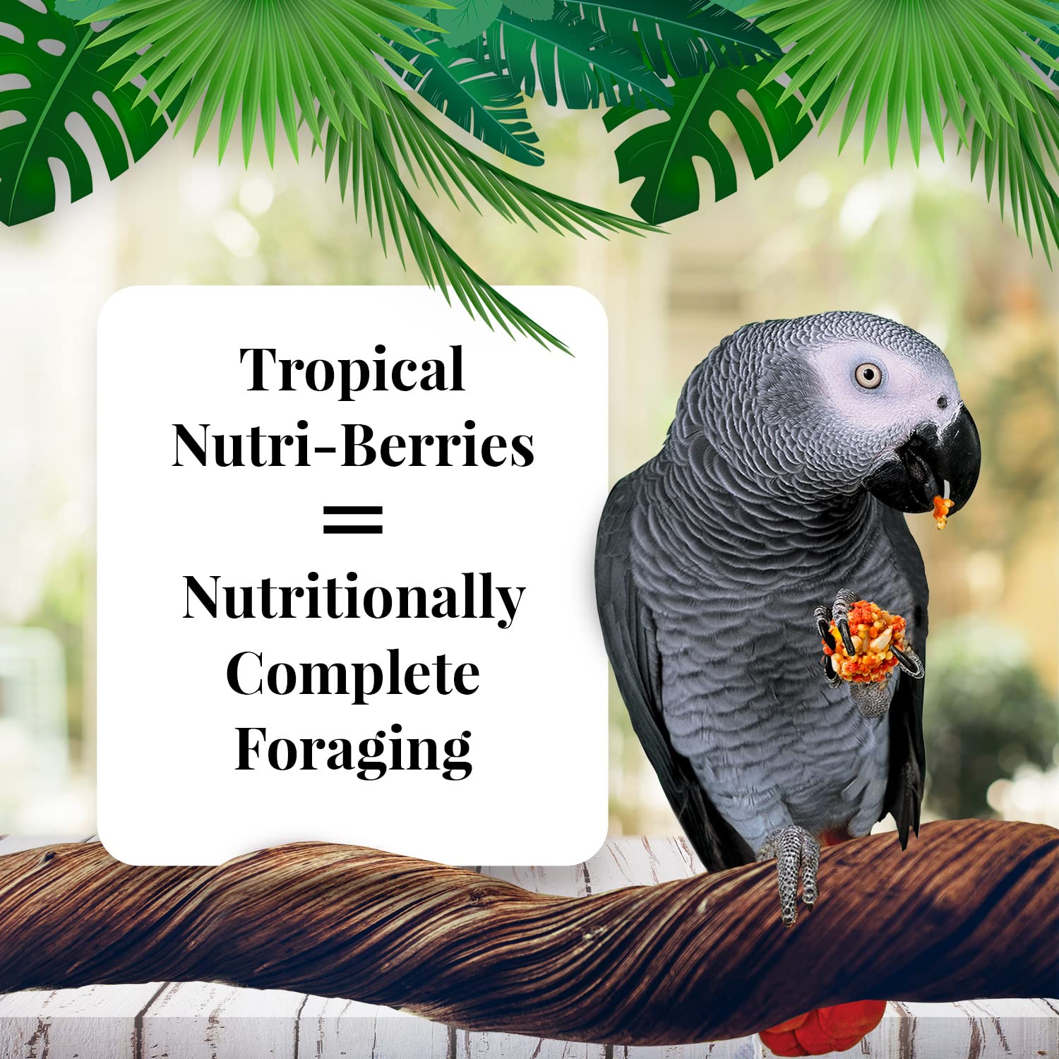 LAFEBER'S Nutri-Berries foraging-shape pellets encouraging beak exercise.