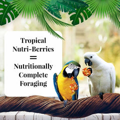 LAFEBER'S Nutri-Berries round foraging shape supports beak exercise