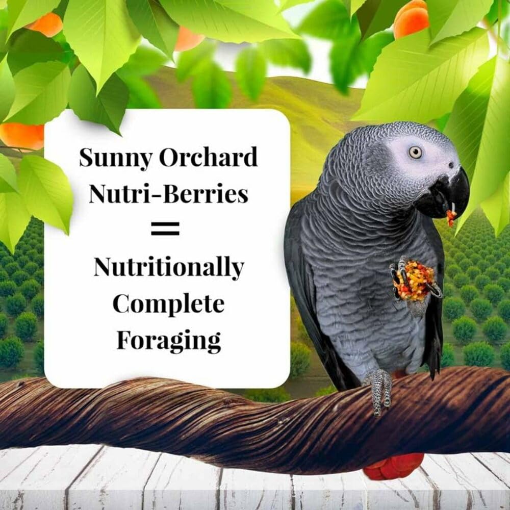 LAFEBER'S Sunny Orchard Nutri-Berries beak-enrichment rounds support gentle foraging activity.