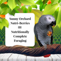 LAFEBER'S Sunny Orchard Nutri-Berries beak-enrichment rounds support gentle foraging activity.
