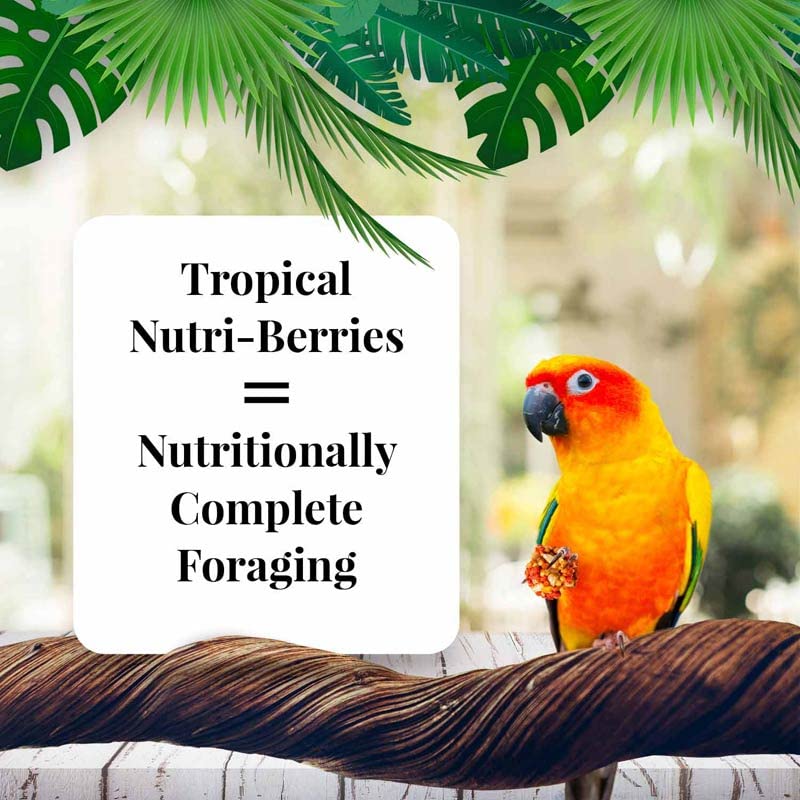 LAFEBER'S Tropical Fruit Nutri-Berries real fruit pieces highlight mango, papaya, and pineapple