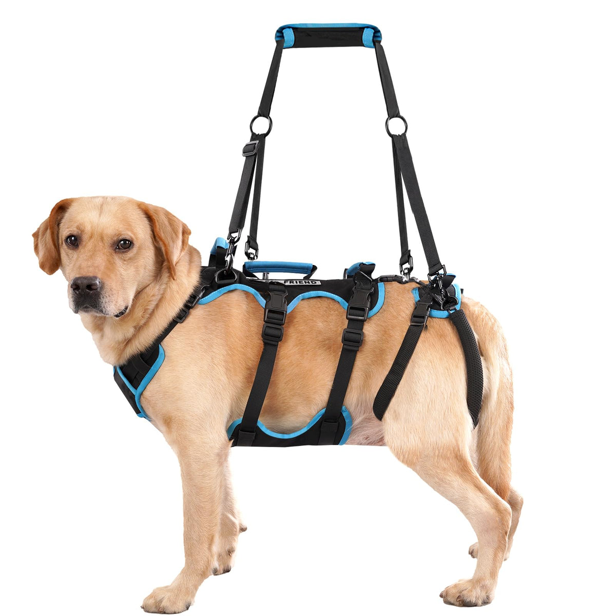 Lafoty dog lift harness with back leg support for easier lifting of large dogs.