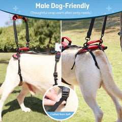 Lafoty harness supports hind-leg weakness for smoother daily walks.