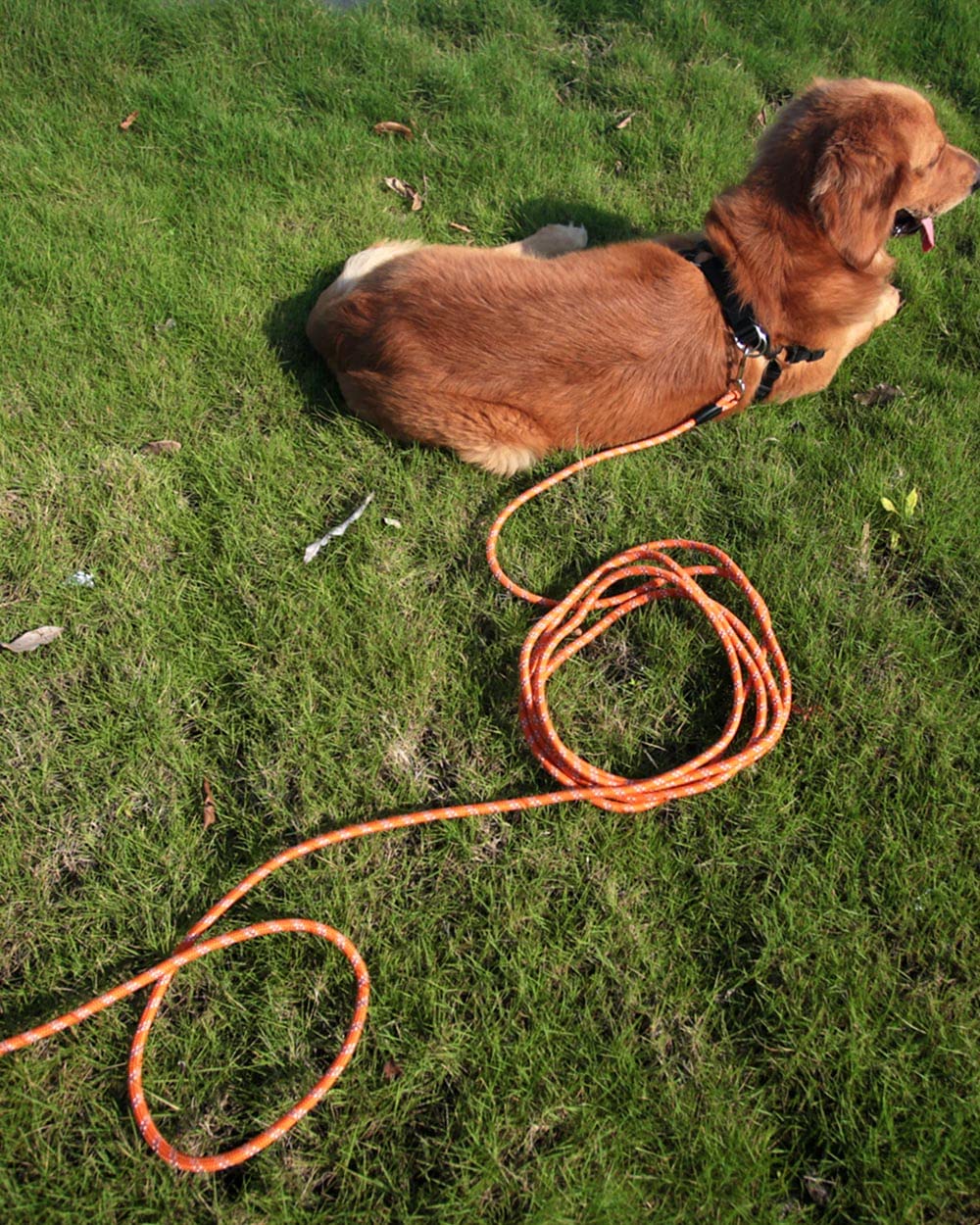 Lanwandeng versatile outdoor leash ideal for hiking camping and beach trips.