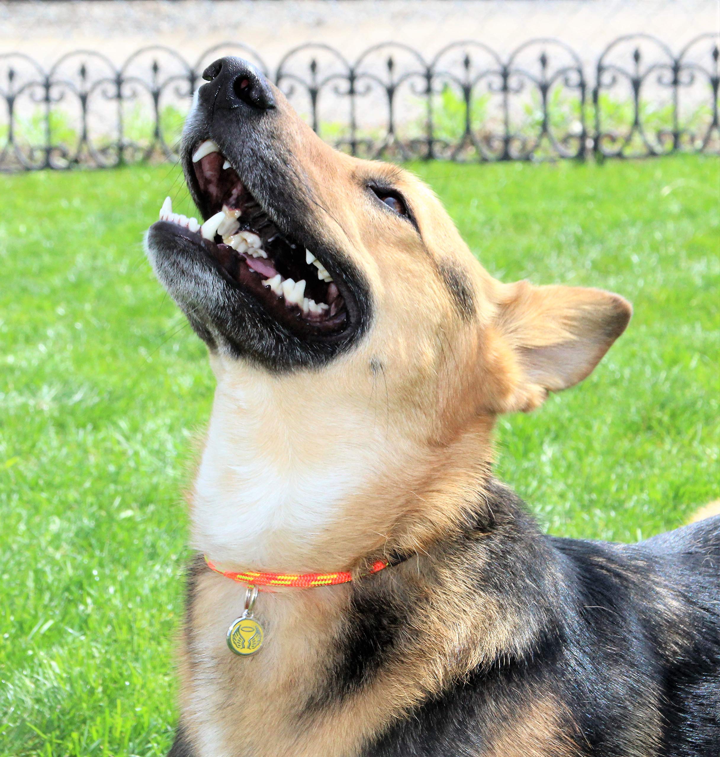 Color options available for Lassos Boutique Thin Mountain Rope ID Collar.