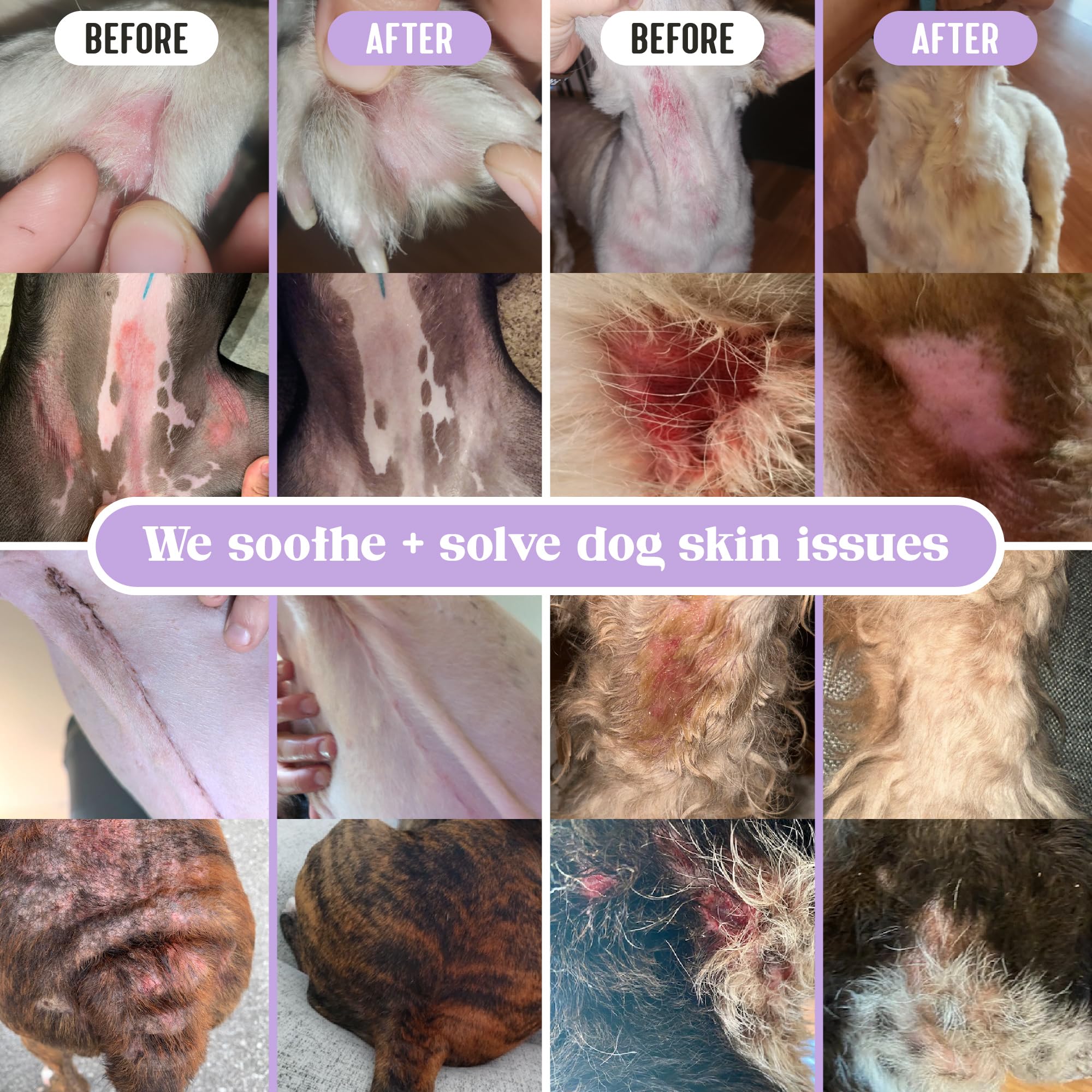 Applying Lavengel to itchy dog skin for relief.