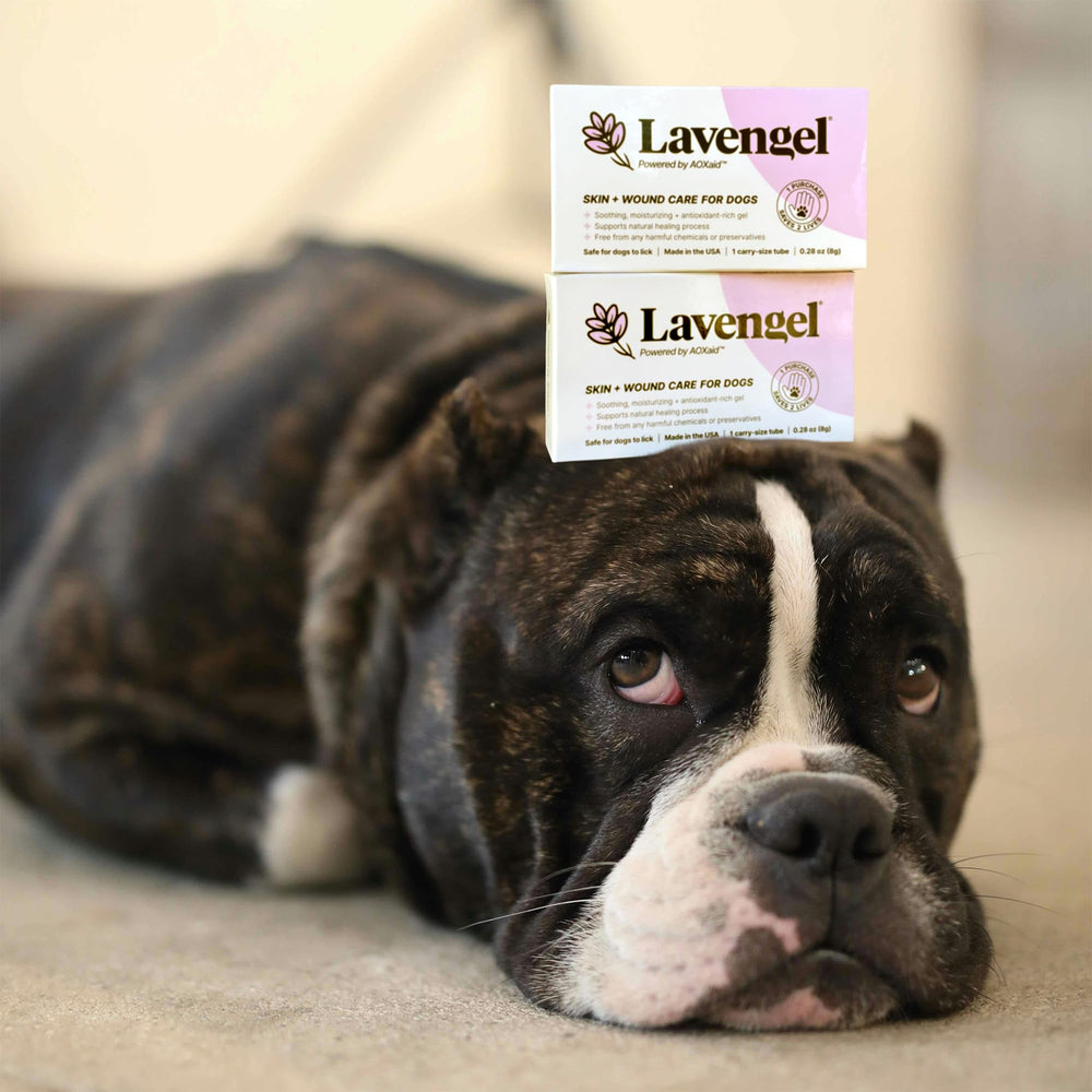 Gently massaging Lavengel into a dog's paw.