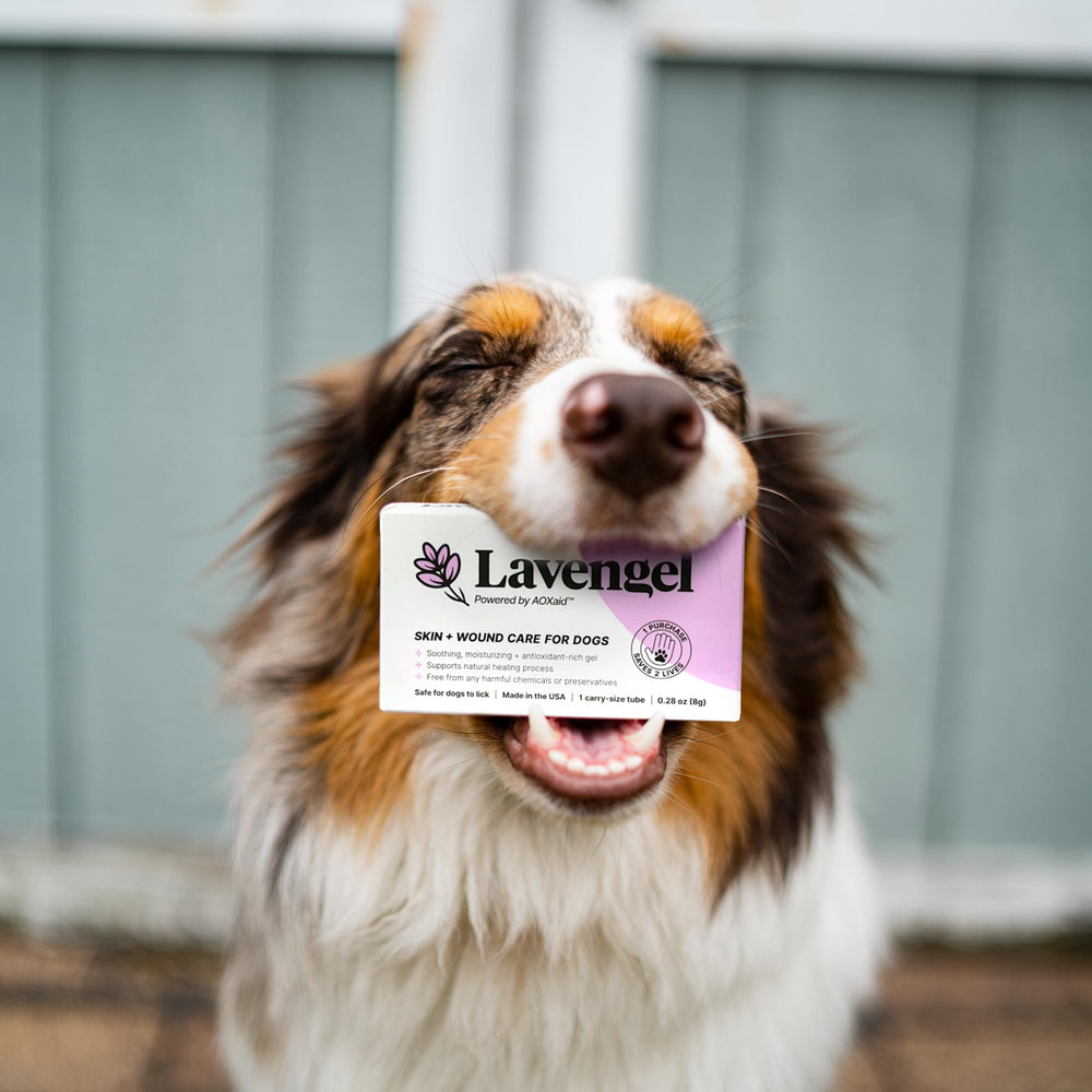 Dog resting calmly after Lavengel application.