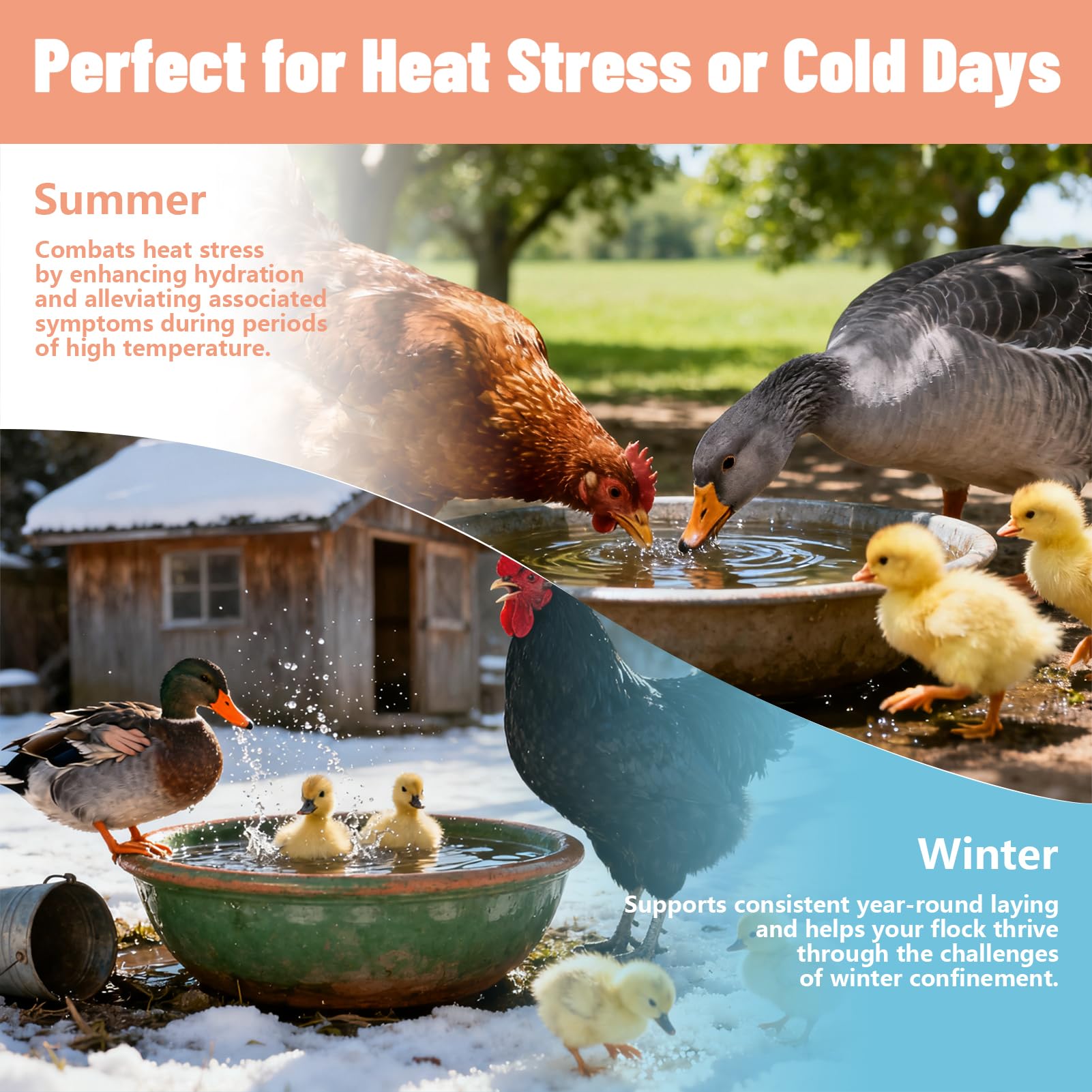 Lazersell Chicken Electrolyte safe for chicks through mature hens.