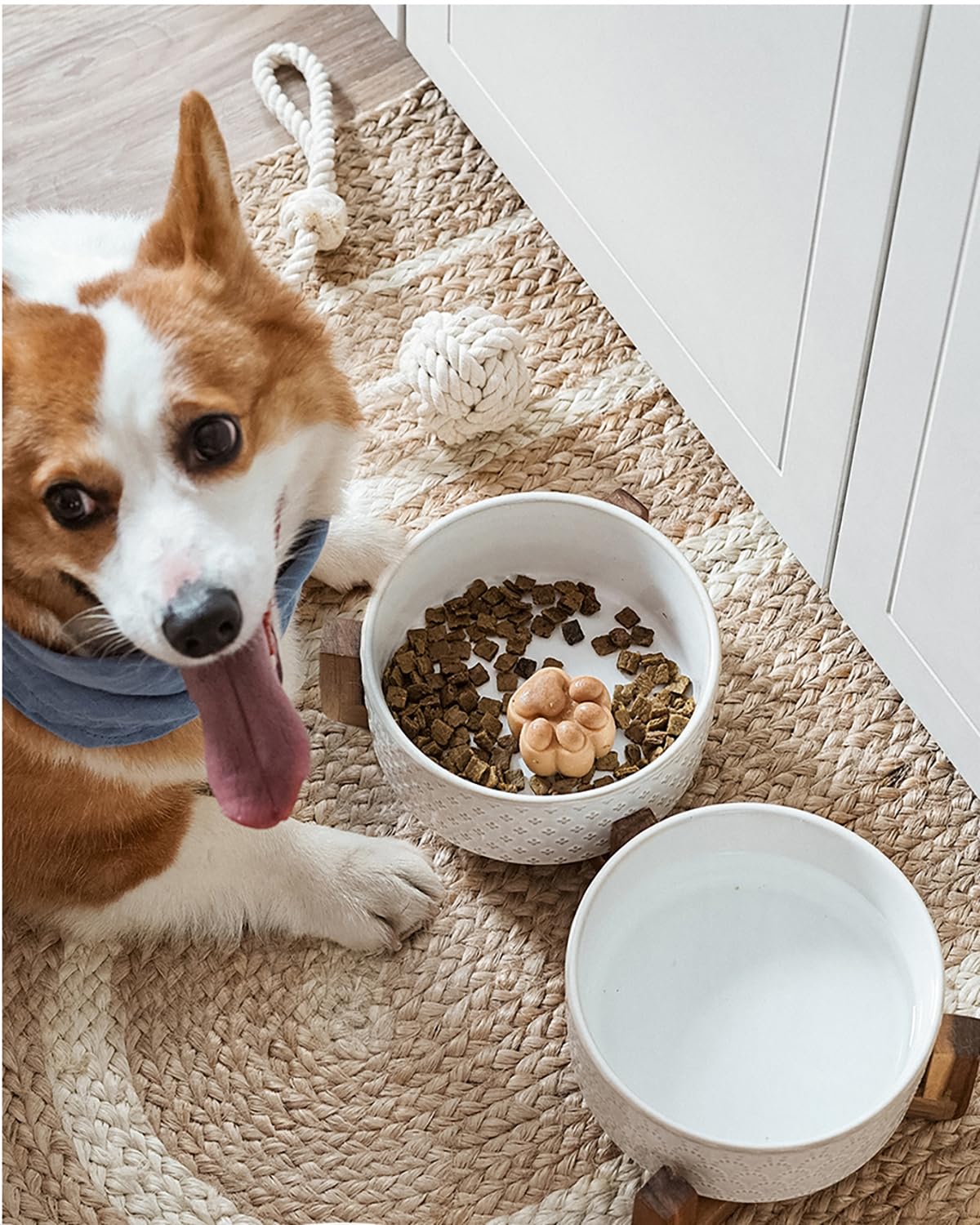 LE TAUCI 1.5-cup capacity suits small breeds for meals.