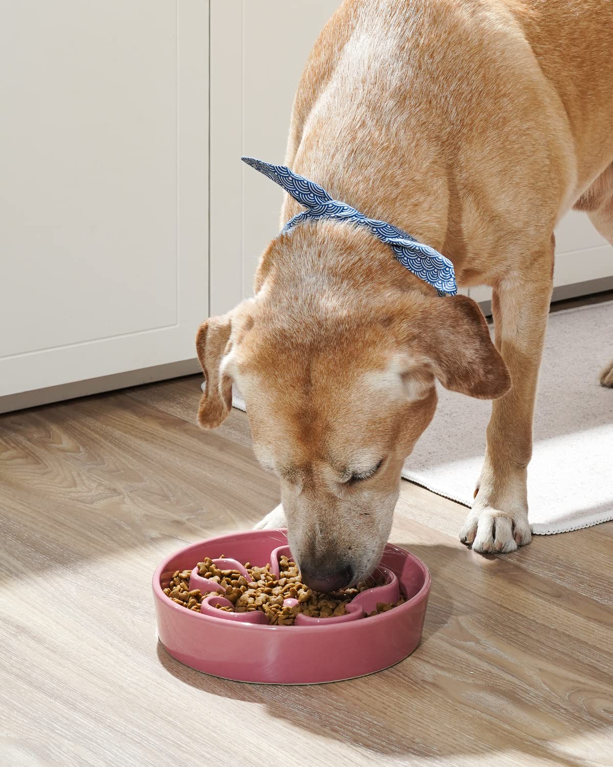 LE TAUCI ceramic dog bowl with non-slip base keeps meals tidy.