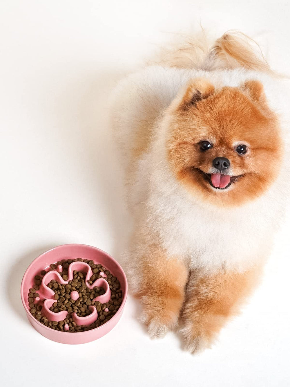 LE TAUCI Pink Bloom bowl suited for small dogs during measured meals.