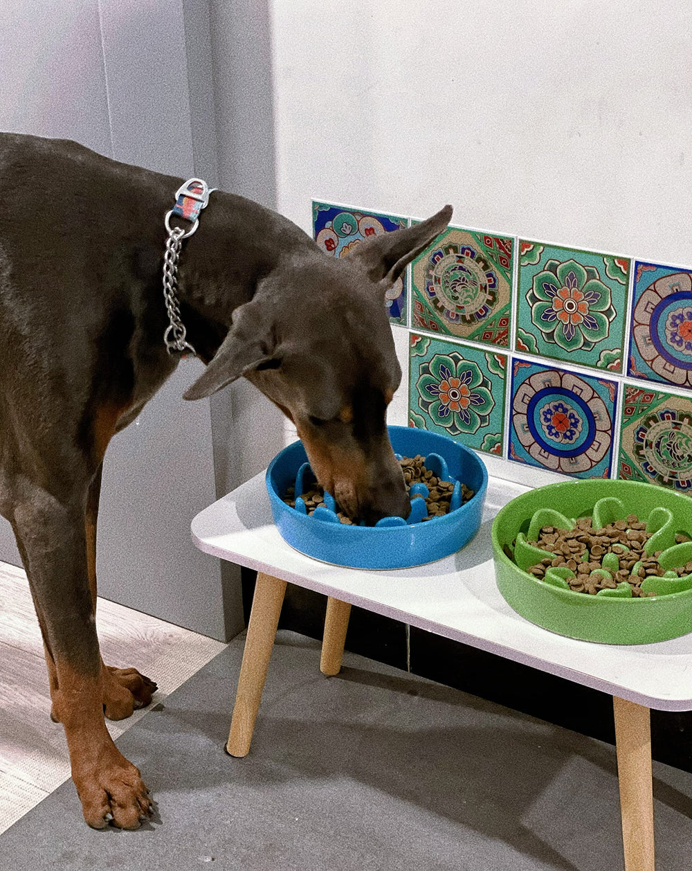 LE TAUCI puppy-to-adult transition bowl supports gradual feeding at home.