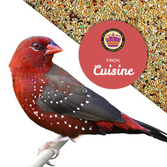 Indoor or outdoor feeder setup using Finch Cuisine for year-round nourishment.