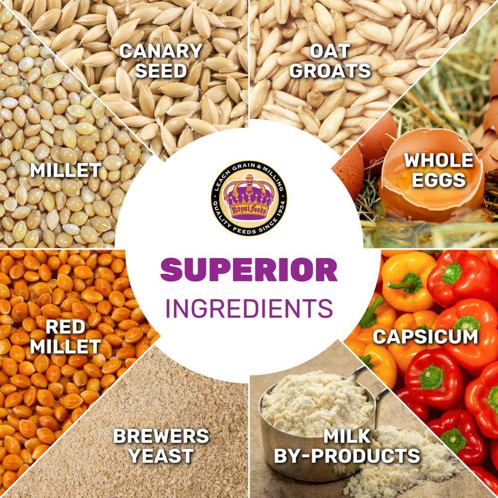 Close-up of ingredients like millet and oats in Parakeet Food Plus