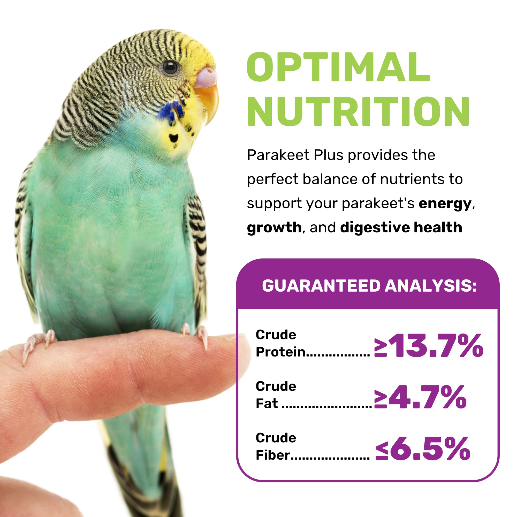 Serving bowl with Parakeet Food Plus for easy daily feeding